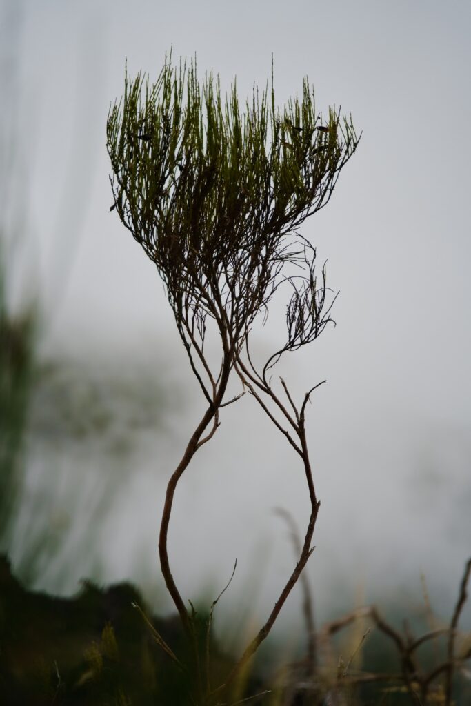 Eine Pflanze, wie ein kleiner Baum mit dessen dürren Stamm und zweigen vor einem grauen Nebel.