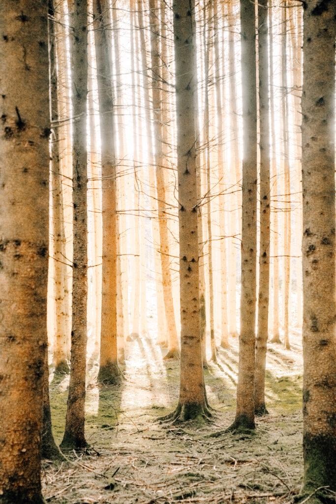 Viele Bäume in einem Wald durch deren Zwischenräume ein goldenes Licht dringt und alle Bäumen leuchten lässt. Der Boden ist dunkelgrün mit Zweigen und Ästen.